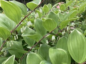 フイリアマドコロ