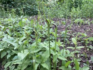 野草園のカラスビシャク
