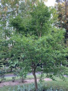 ナンジャモンジャの木