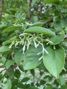 ヒトツバタゴの花