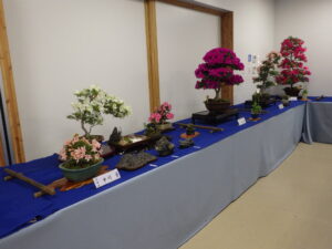 R5さつき花季展