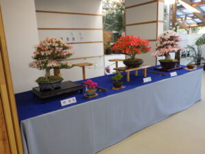 R5さつき花季展