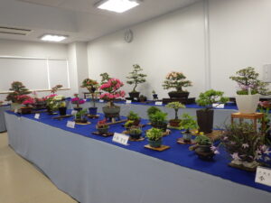 R5さつき花季展