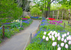 ムスカリの小径見頃