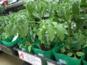 ミニトマト　プチぷよ