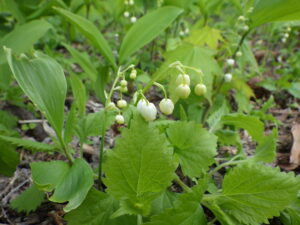 ドイツスズラン