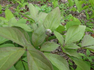 ヤマシャクヤクつぼみ