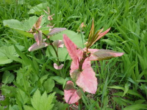 フイリイタドリ