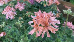 星咲きゼラニウム