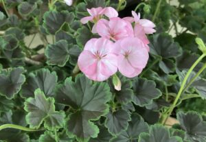 ブラックベルベット