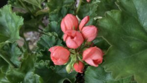 チューリップ咲き