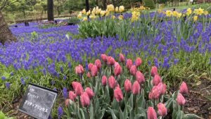 ムスカリの小径