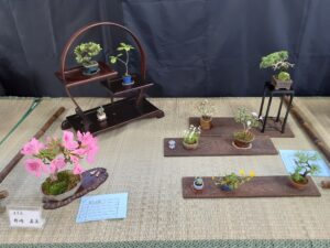R5バラエティ盆栽展