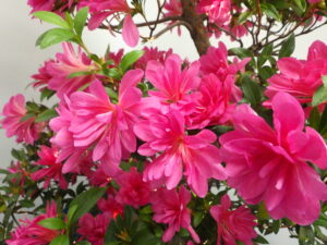 さつきの花のアップ