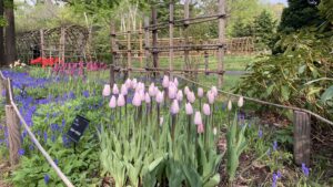 シルバークラウド