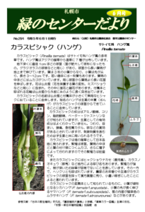 緑のセンターだより6月号（カラスビシャク）