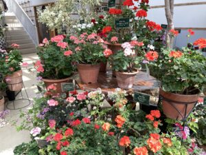 ゼラニウム展