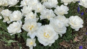 チューリップ　ポップコーン