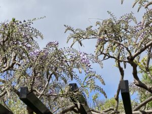 フジわずかに咲き始め