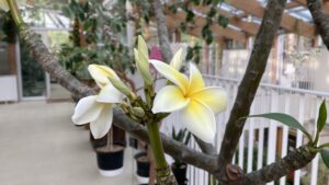 プルメリアの花