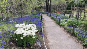 ムスカリの小径