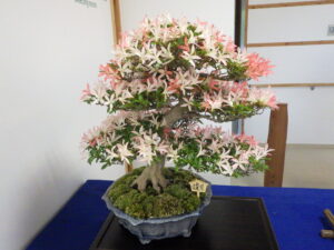 R5さつき花季展