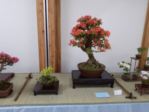 R5バラエティ盆栽展