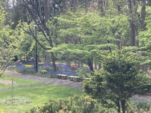 フジ棚からムスカリの小径