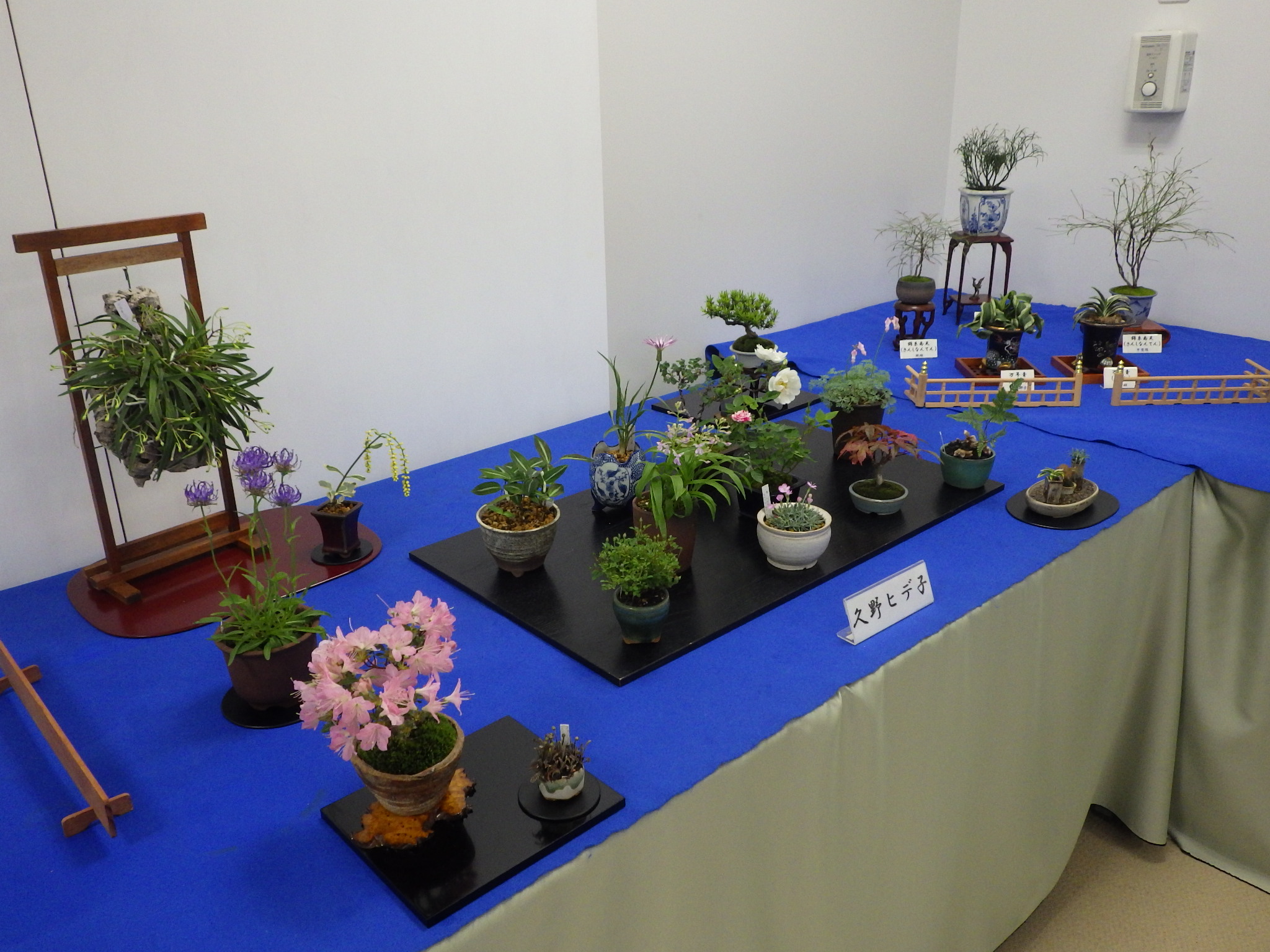 春のミニ盆栽と山野草展」始まります。 | 豊平公園 - 札幌市公園緑化協会 