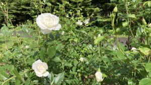 シェネビッチェン