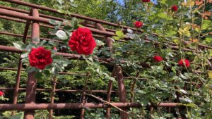 バラノアーチの赤いバラ