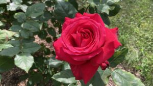 アレックスレッド