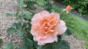 ジャストジョーイ