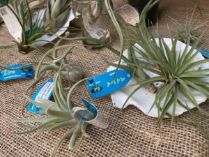 販売エアプランツ