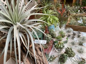 販売エアプランツ