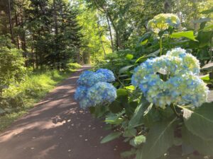 シラカバ林アジサイのようす