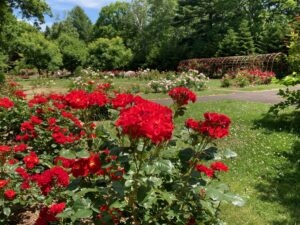 バラ園のようす