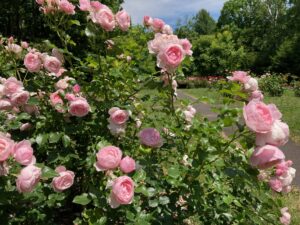 バラ園のようすピンク色