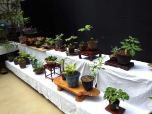 R5斑入り植物展