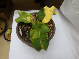 エゾイブキトラノオ (1)