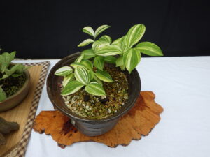 ワニグチソウ (1)