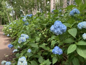 青く色づくアジサイ