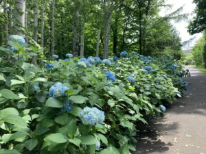 シラカバ林のアジサイ