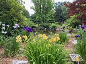 ハナショウブ ハナショウブ 黄砂