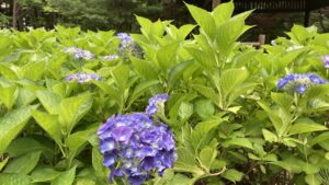 池四阿アジサイ