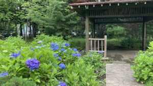 池近くの四阿のアジサイ