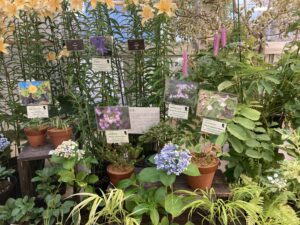 牧野富太郎にゆかりのある展示植物