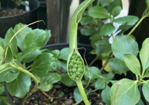 カラスビシャクの種