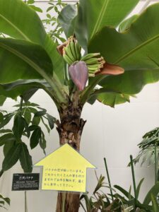 バナナの花と実