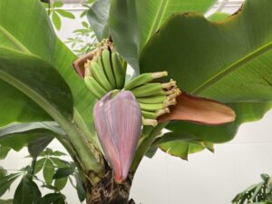 バナナの花蕾